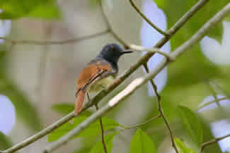 Vuurvleugelmonarch - Philentoma pyrhoptera